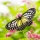 5 Butterflies To Attract In Your Garden