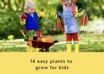 14 Easy Plants for Children to Grow 