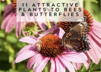 11 Attractive Plants to Bees and Butterflies